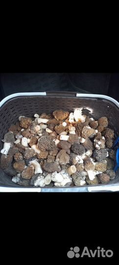 Сморчки свежие грибы