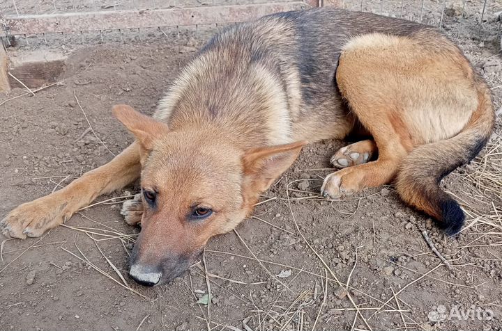 Собака в добрые руки