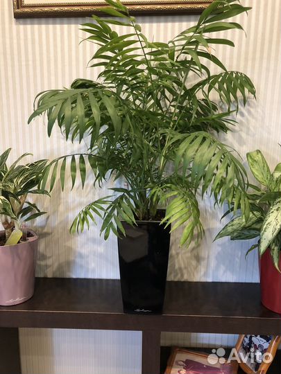 Пальма хамедорея