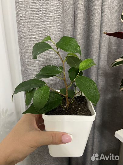 Фикусы бенджамина