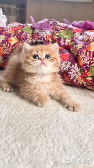 Золотые британские котята