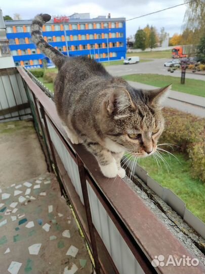 Кошечка Мурка, спасённая с улицы в дар