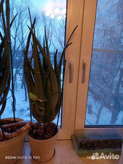 Комнатные Алоэ Вера