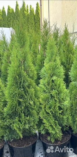 Туи смарагд