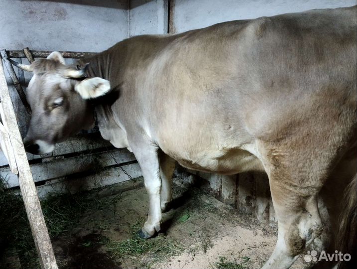 Корова глубоко стельная отел на ноябрь