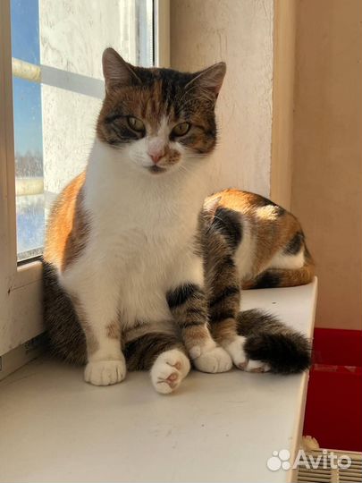 Кошечка Бона 1,5 года