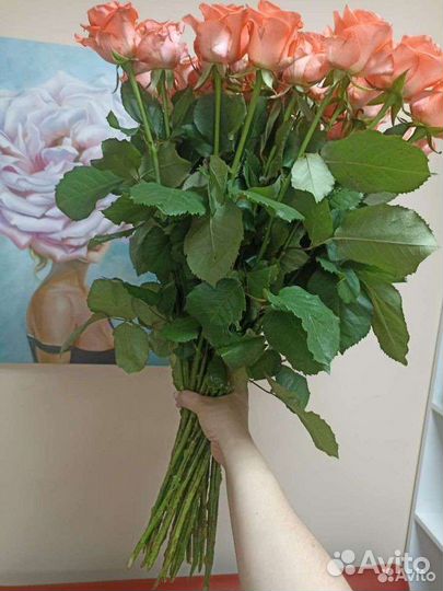 Роза на день днаний 1сентября