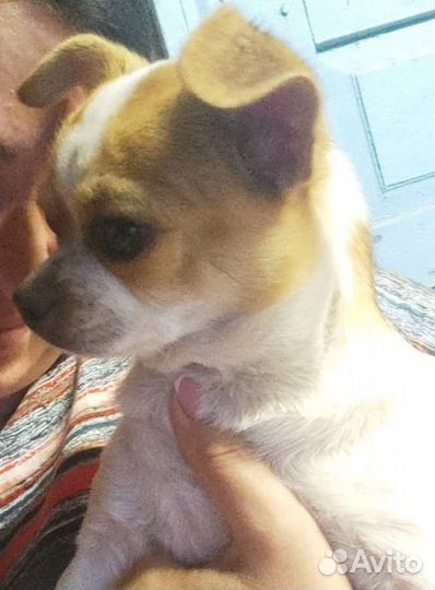 Щенки чихуахуа девочки