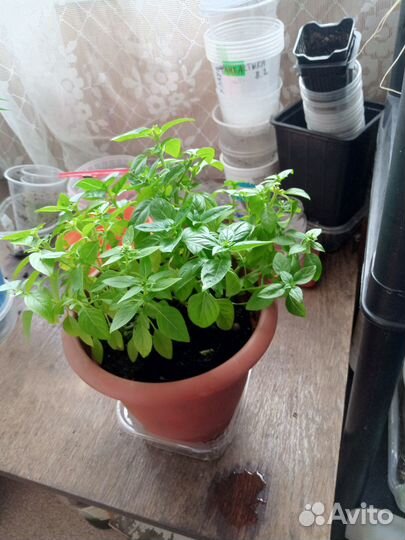 Базилик в горшке