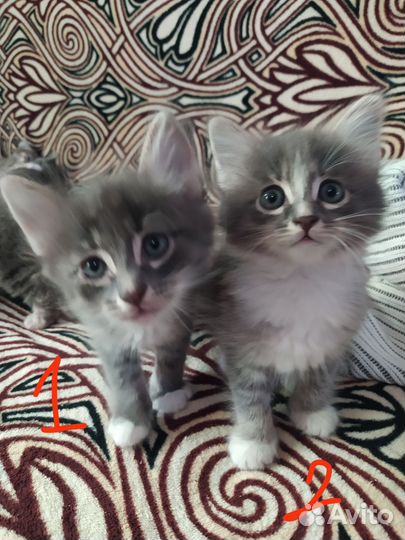 Котята в добрые руки