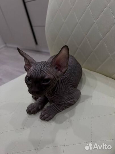 Котенок сфинкса