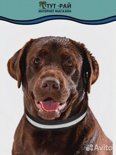 Ошейник светящийся для собак