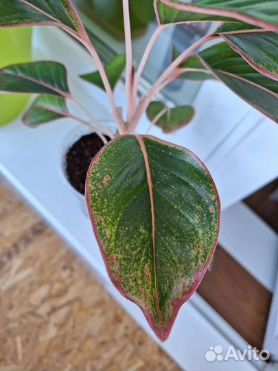 Аглаонема крит