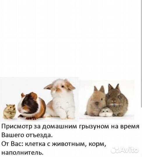 Передержка грызунов, птиц