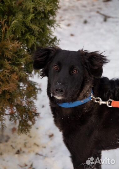 Найдена собака (кобель)