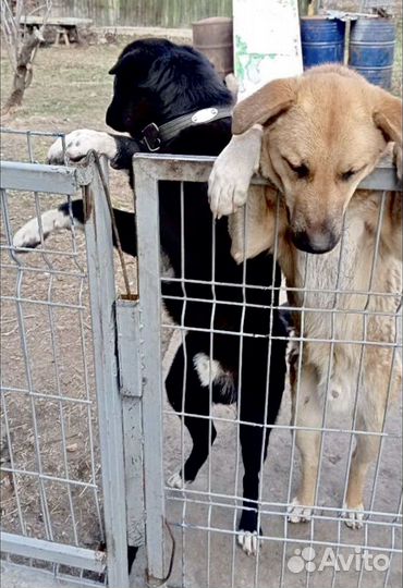 Щенок кобель пес помесь с овчаркой отдам