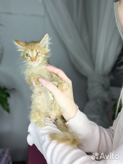 Котята остались без глаз. Ищем семью