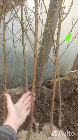 Саженцы Персика, Абрикоса, Нектарина, Грушы