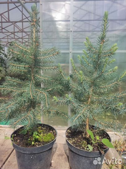Ель голубая Glauca