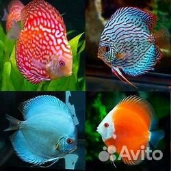 Продажа дискусов