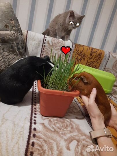 Морские свинки