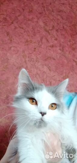 Кошечка в добрые руки