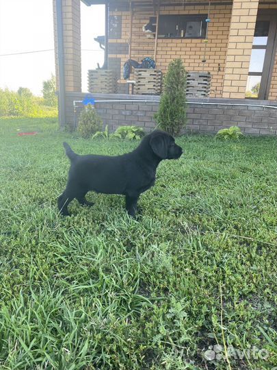 Щенки лабрадора черные