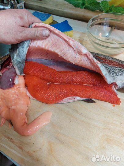 Форель охлажденная, икористая