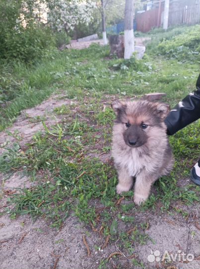 Продам щенков