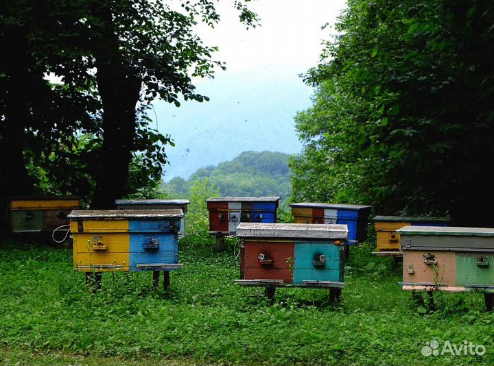 2024 Мёд натуральный из Алтая опт