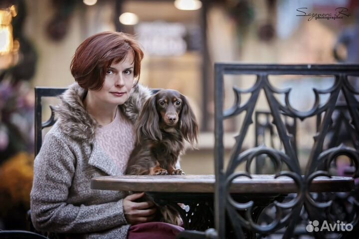 Такса кроличья/мини длинношерстная