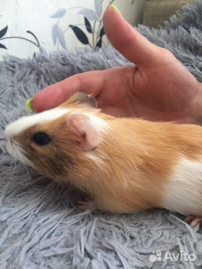 Морские свинки