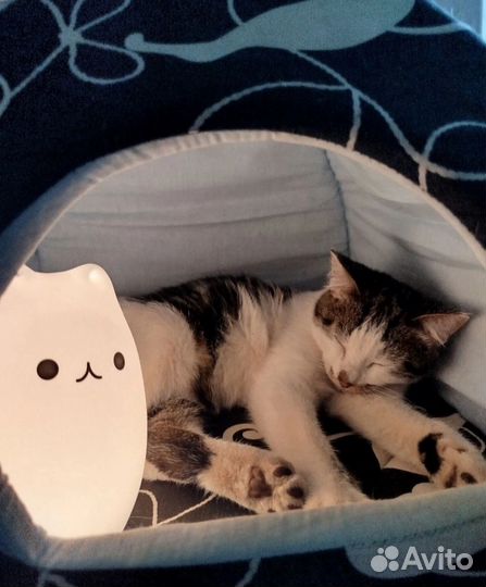 Коты ищут новую семью