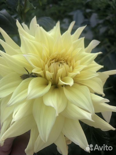 Георгины клубни