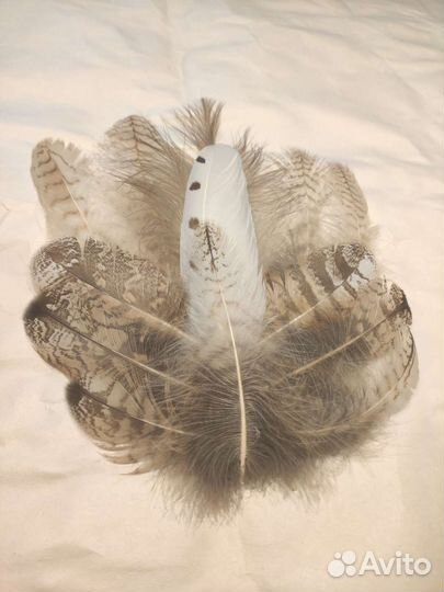 Перья хищных птиц