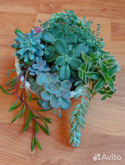 Суккуленты