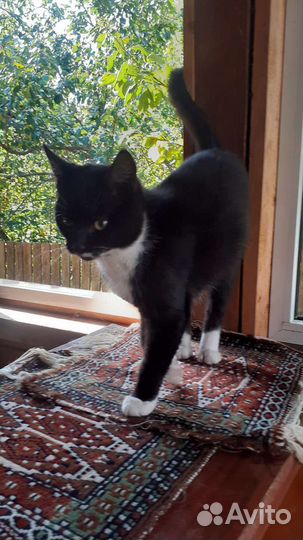 Кошка в дар