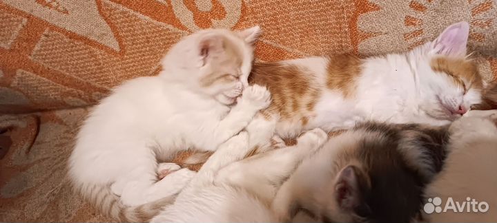 Котятки в добрые руки