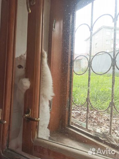 Кот бесплатно