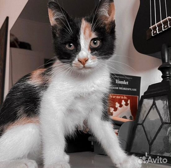 Трехцветный котенок