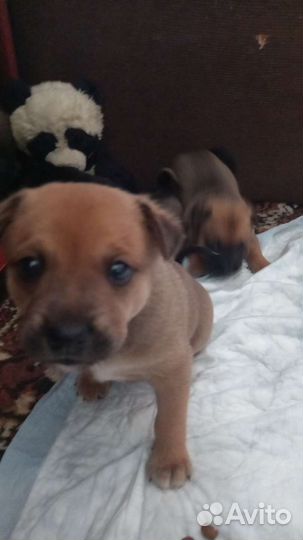 Щенки русской той терьера