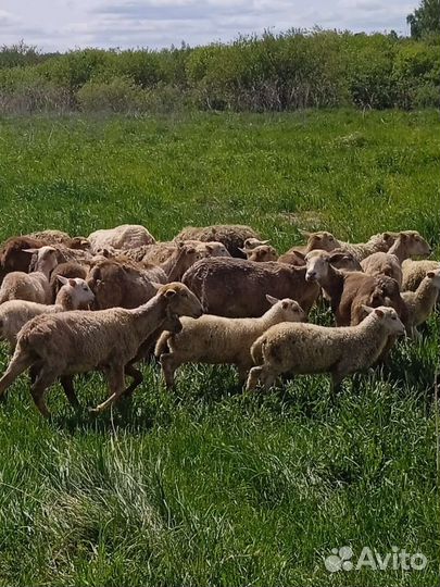 Катумский барашек и ярки