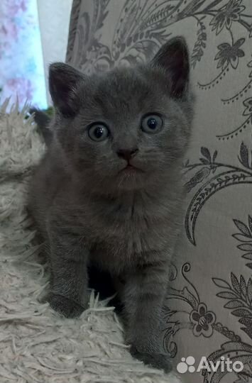 Отдам в добрые руки