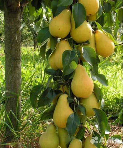 Саженцы груши колоновидной