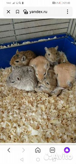 Монгольская песчанка