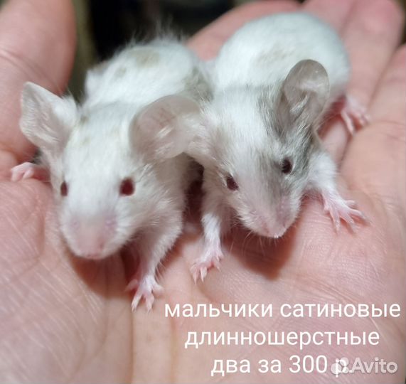 Декоративные мыши