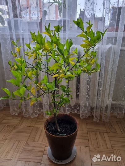 Лимонное дерево