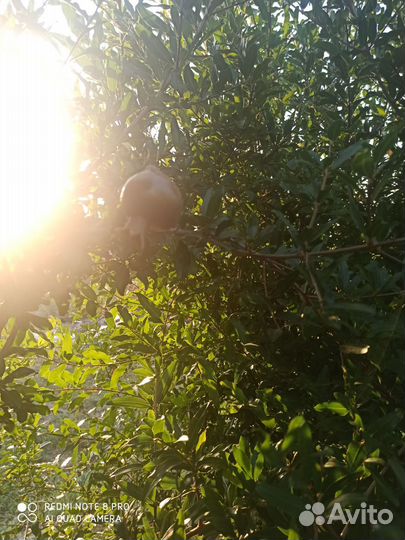 Саженцы граната