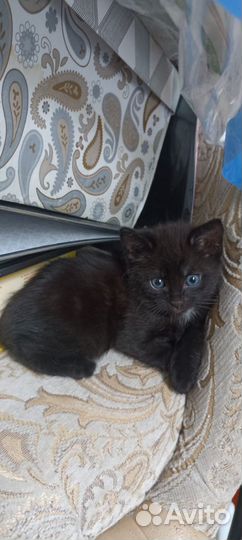 Котята в дар бесплатно