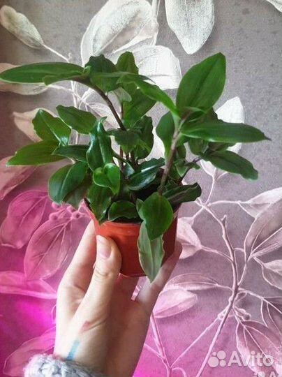 Традесканция приречная